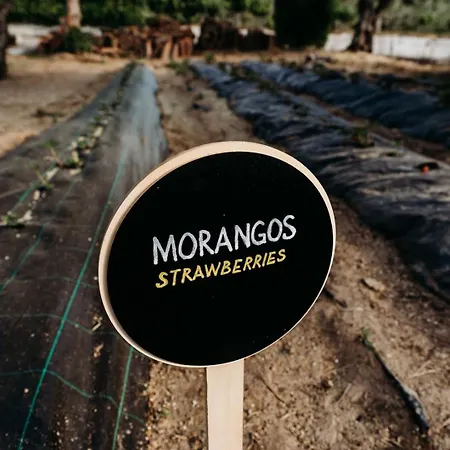 Casa de Férias Quinta De S. Miguel Fundão